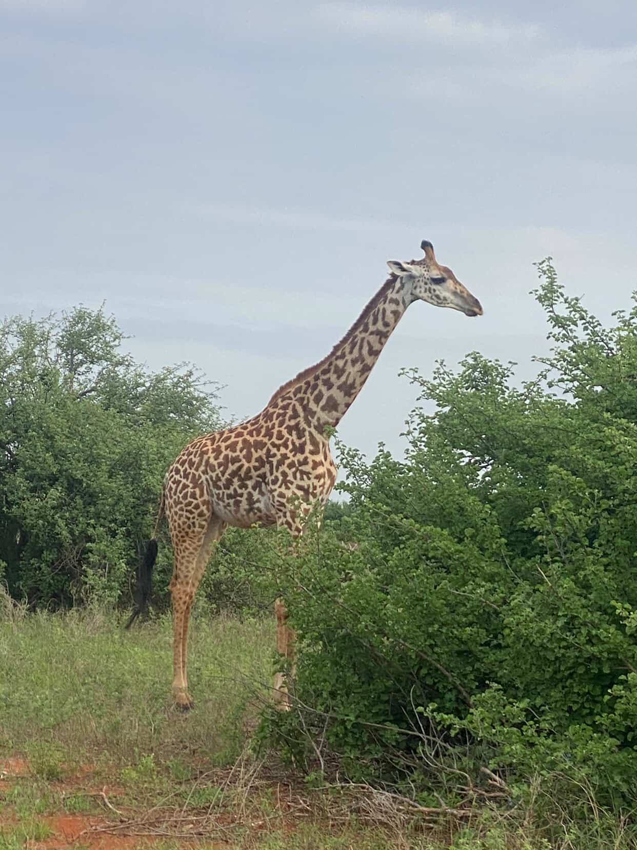 Giraffa